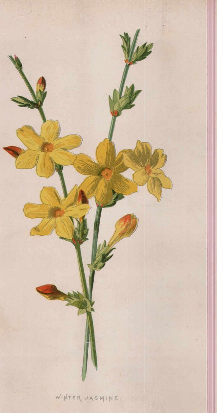 The Winter Jasmine