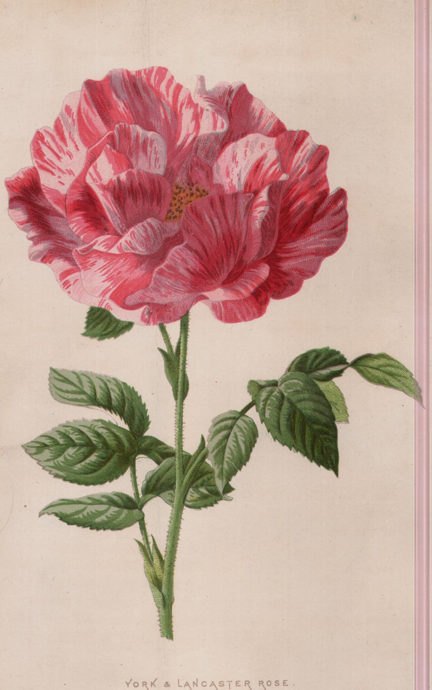 York and Lancaster Rose