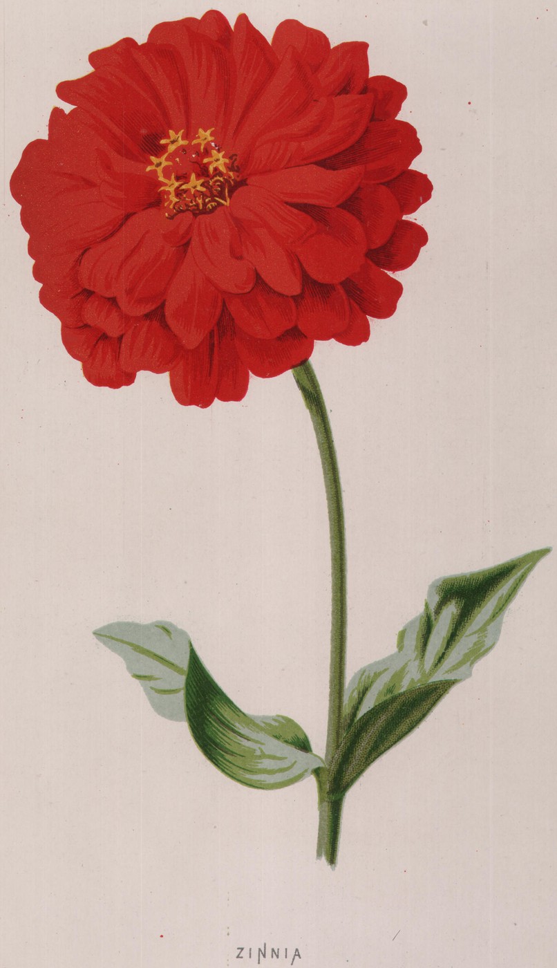 The Sweet Clematis — the plate from the book