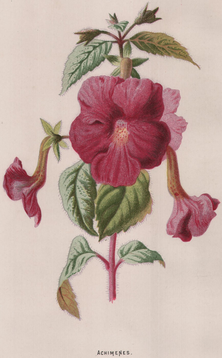 The Red Avens — the plate from the book