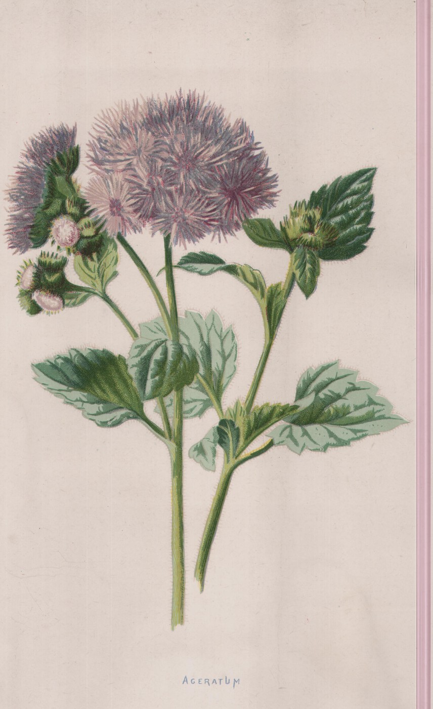 The Achimenes — the plate from the book