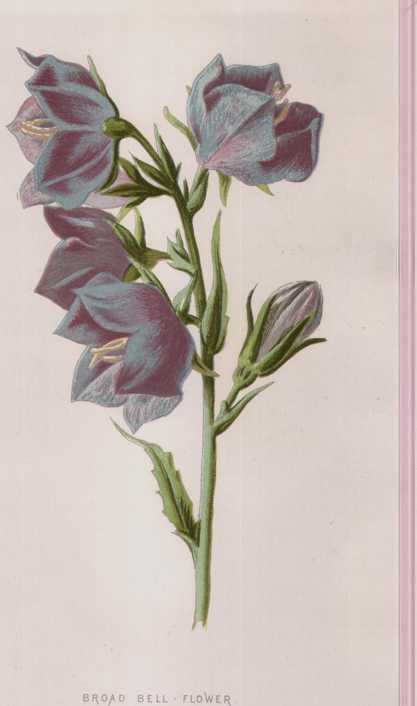 The Wild Geranium — the plate from the book