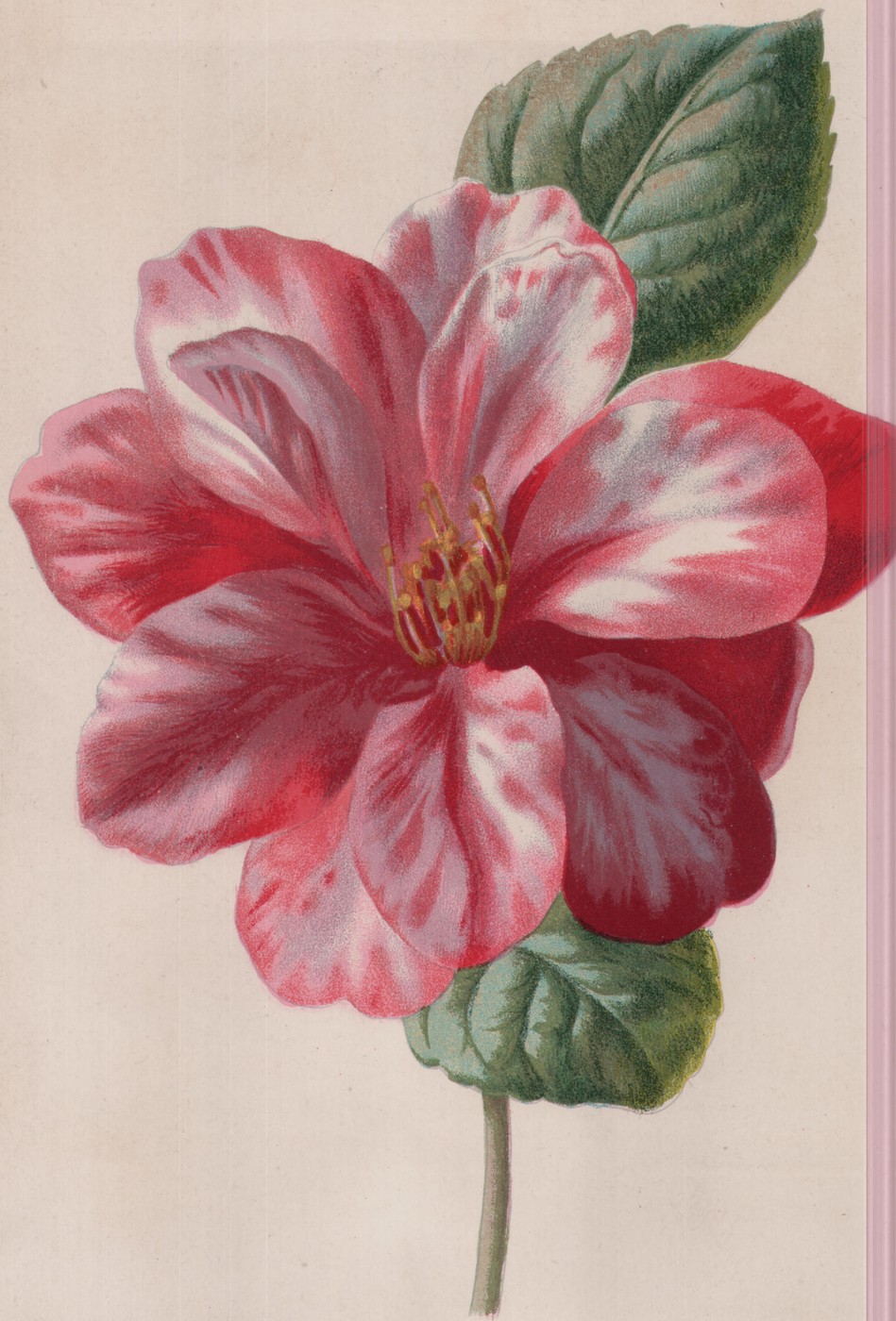 The Camellia