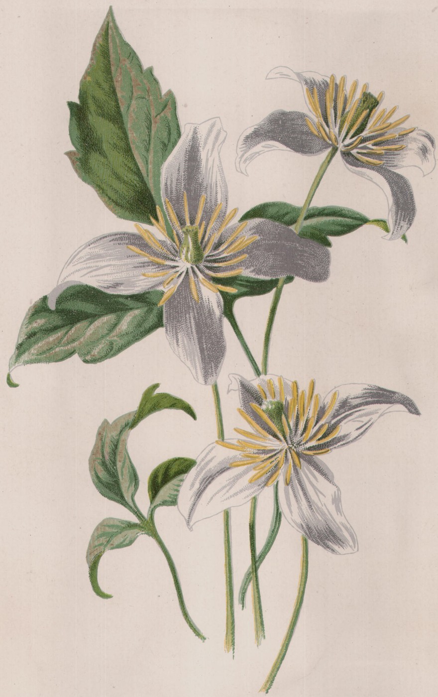 Oxlip — the plate from the book