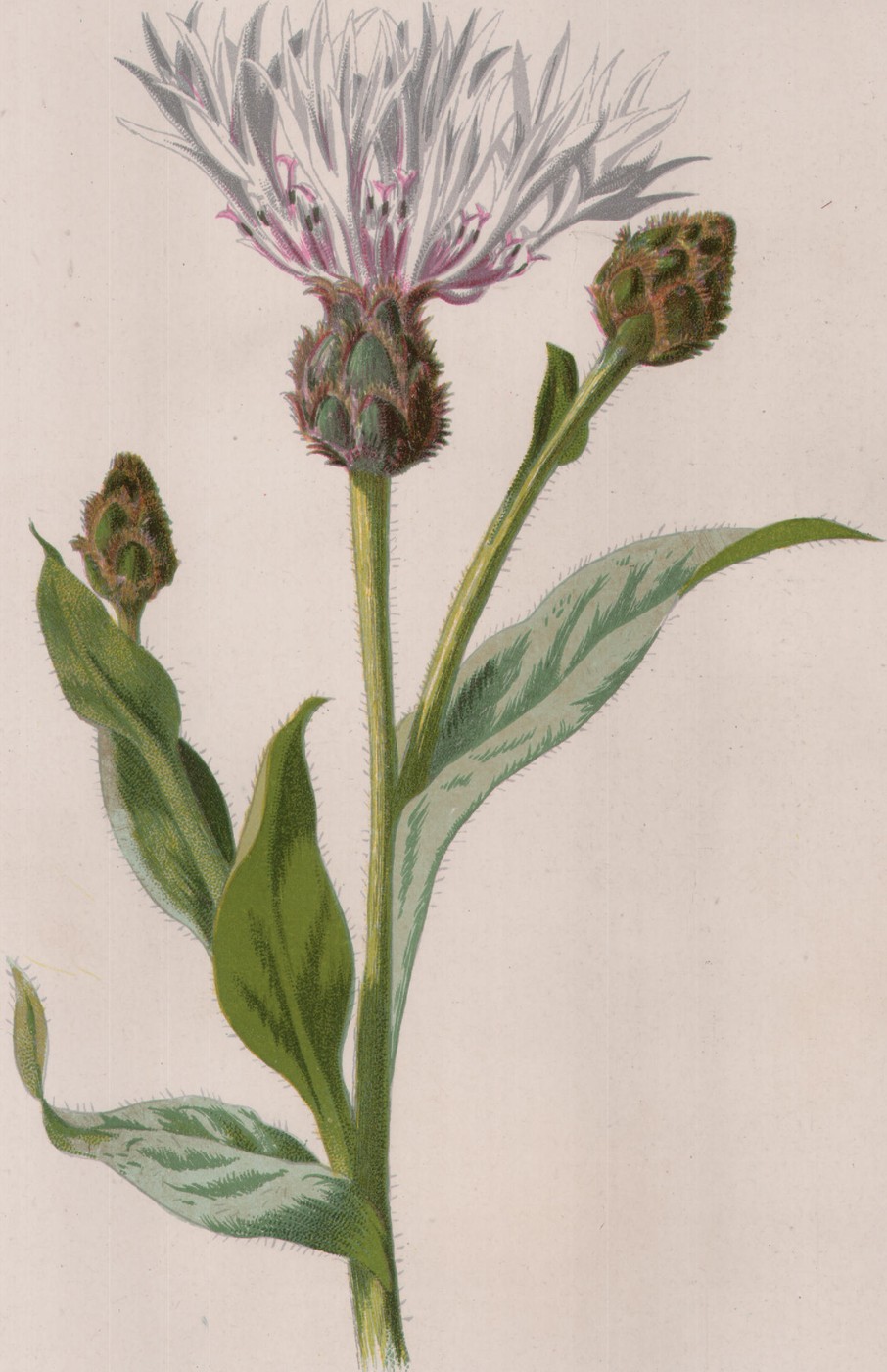 The Oxlip — the plate from the book