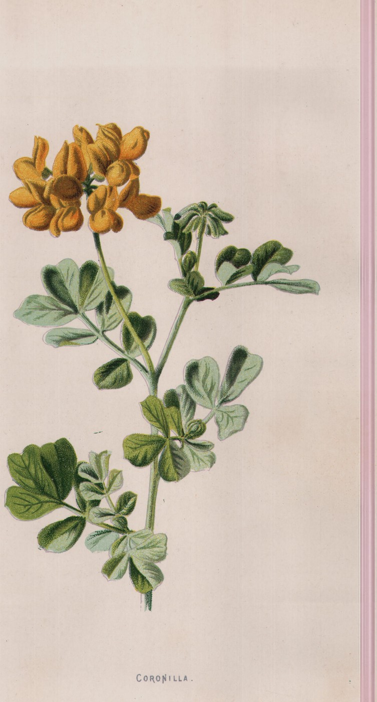 The Coronilla