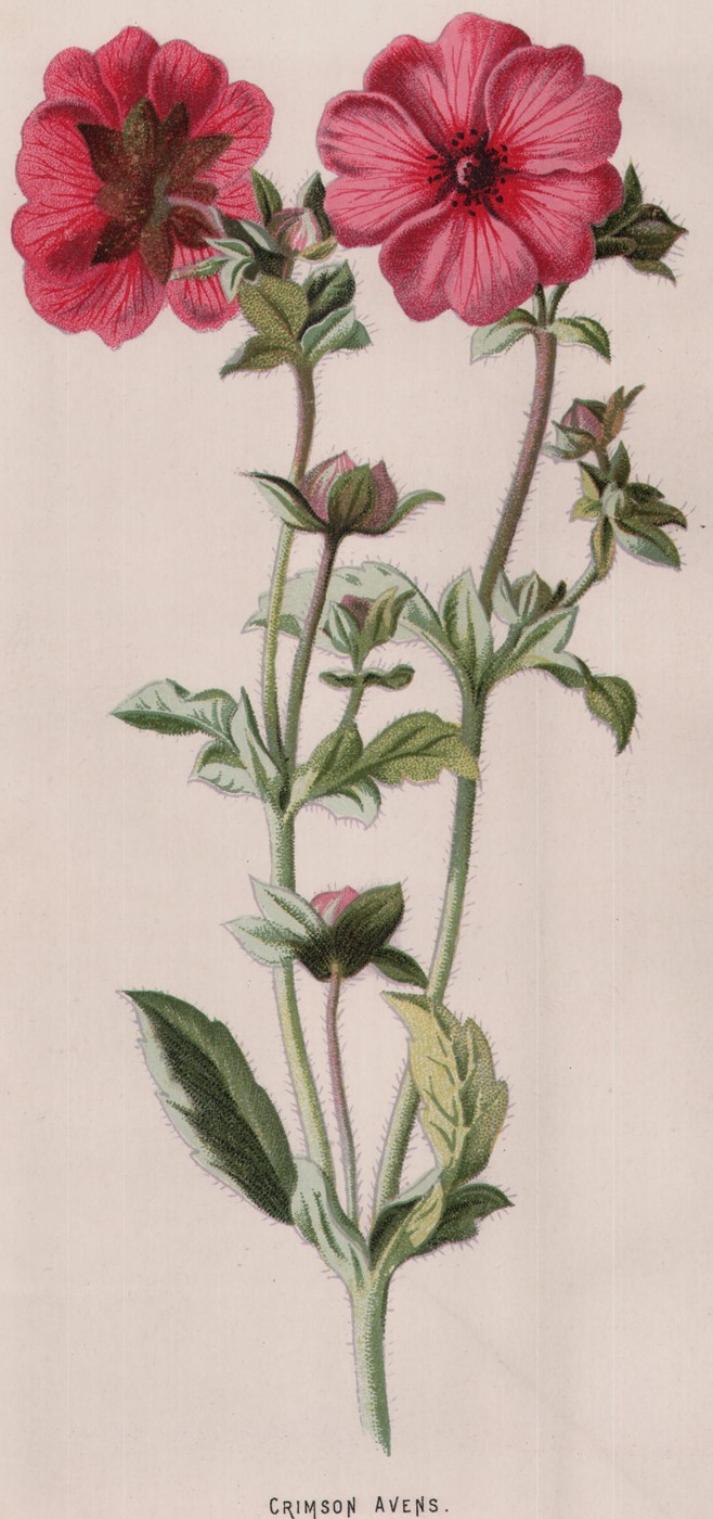 The Camellia — the plate from the book