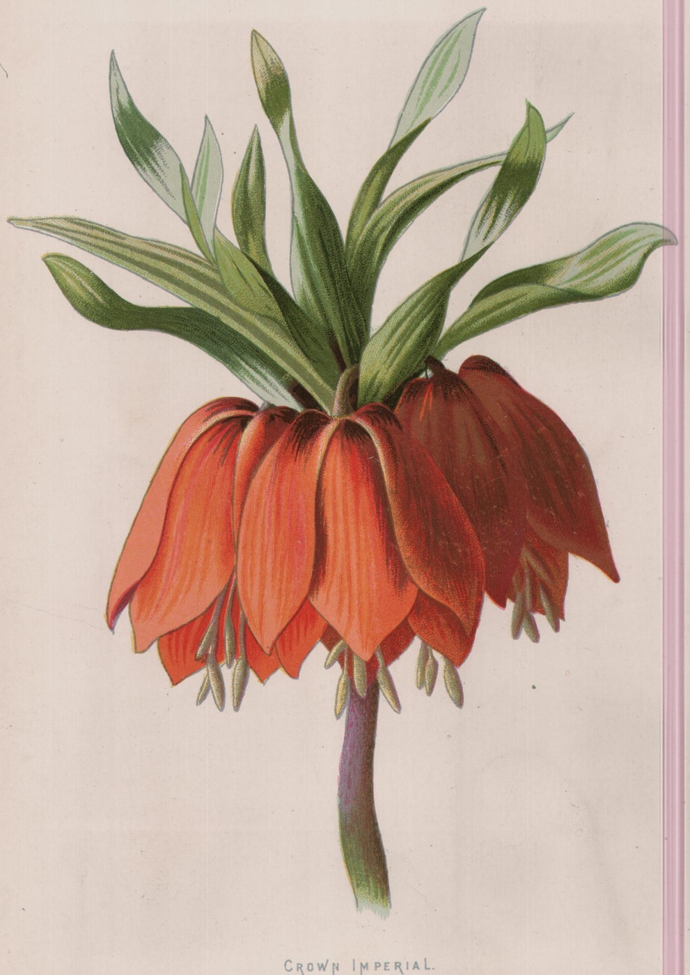 The Spider-Wort — the plate from the book