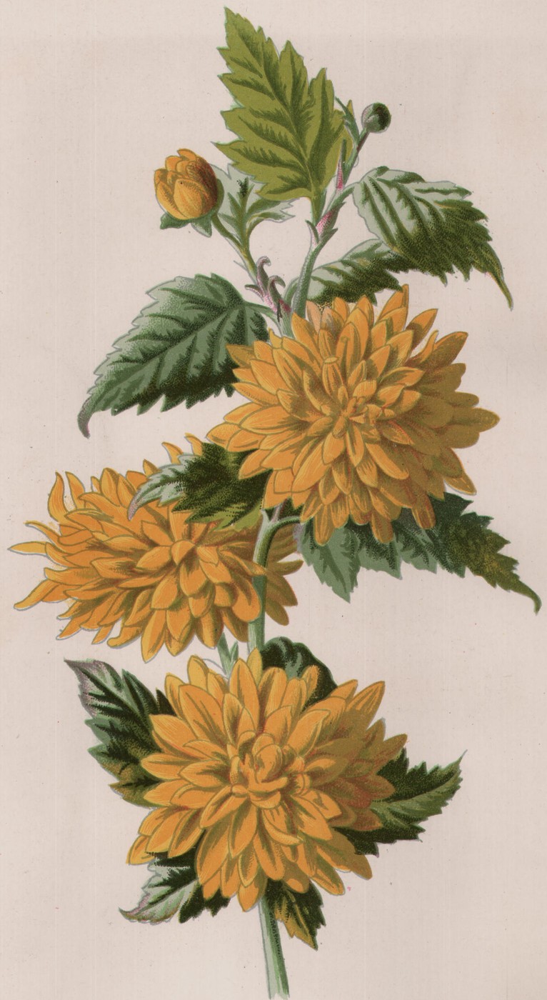 Double Trumpet Daffodil — the plate from the book