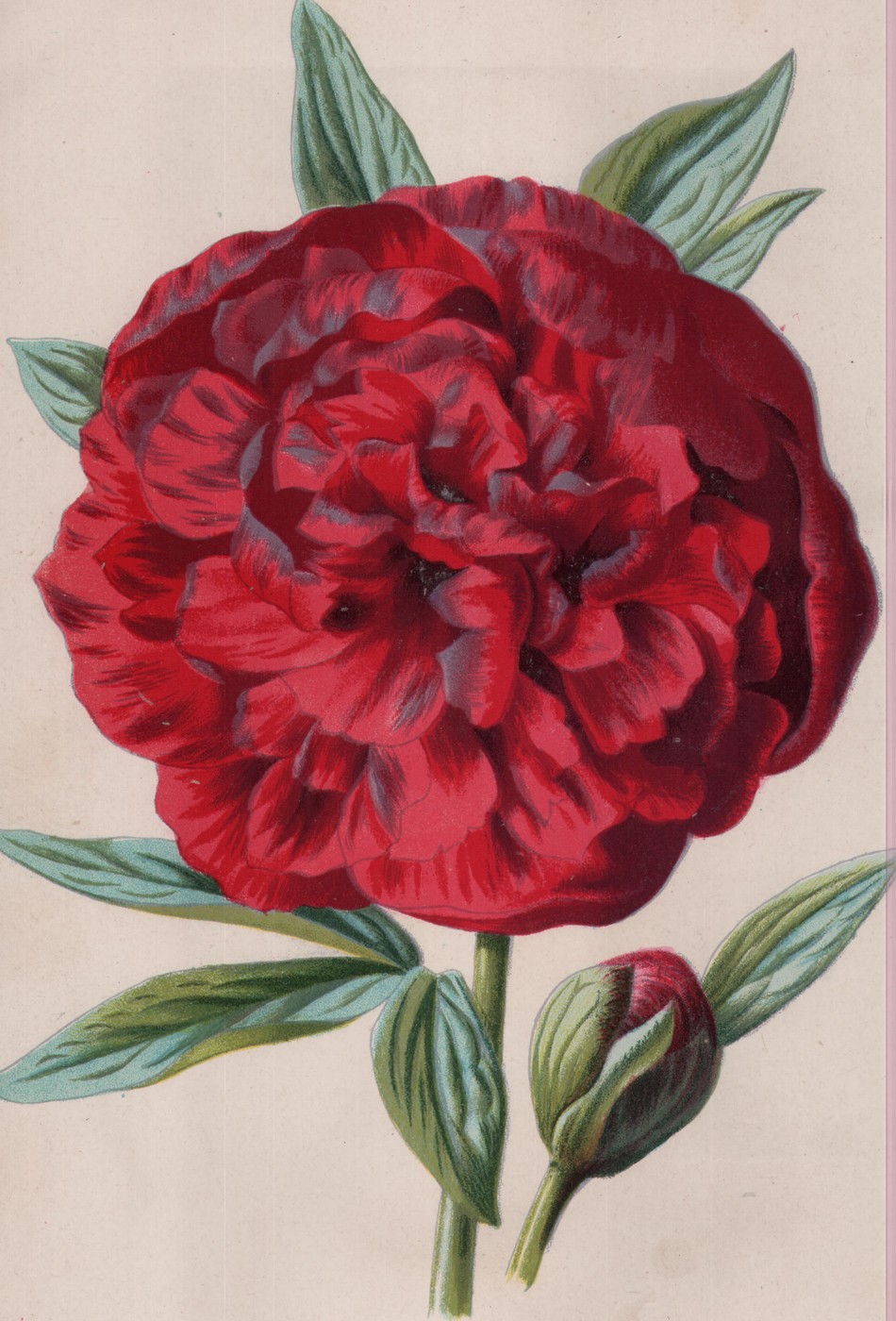 Darwin's Barberry — the plate from the book