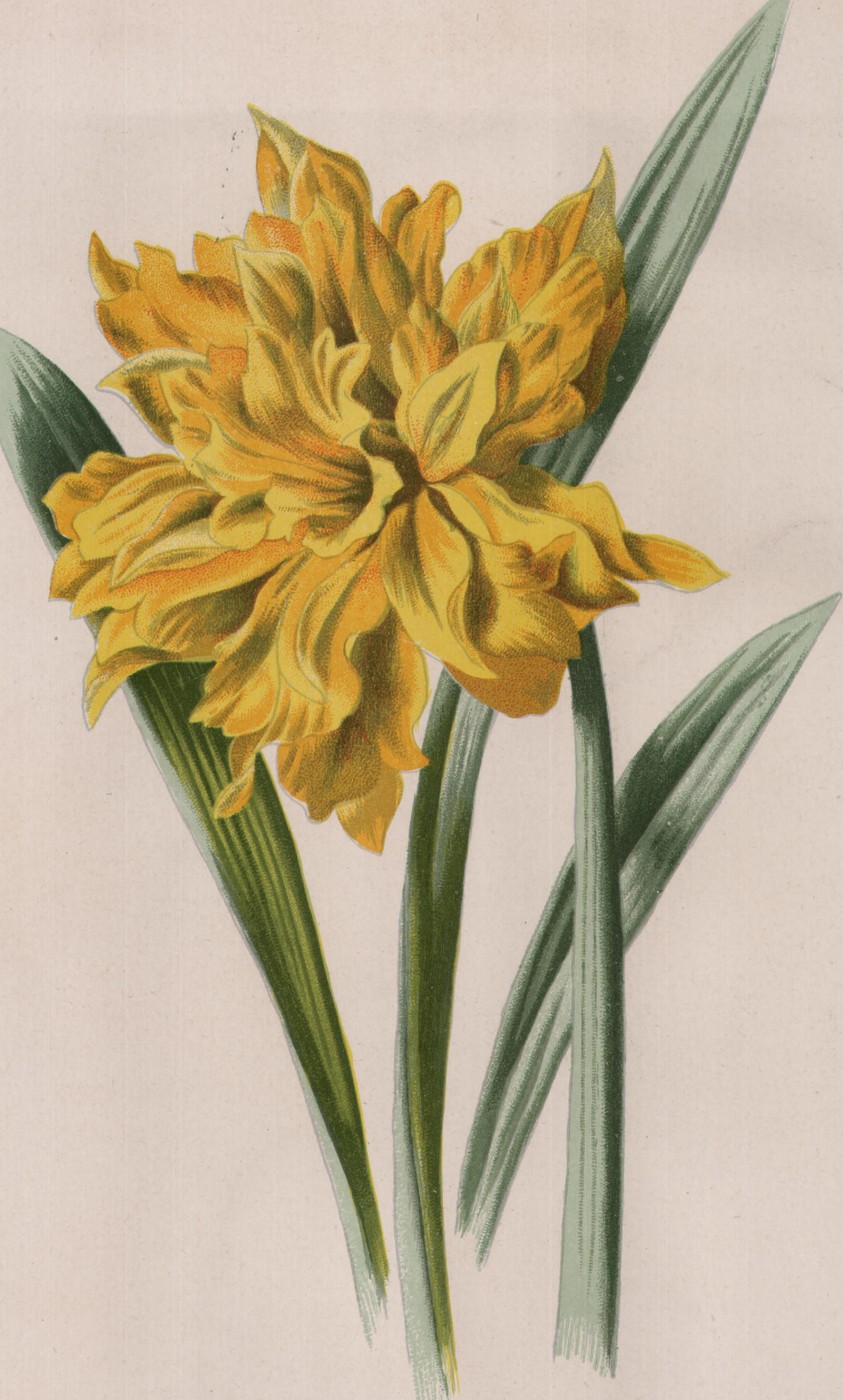 The Clove Carnation — the plate from the book