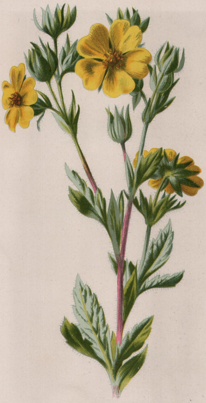 The Ranunculus — the plate from the book