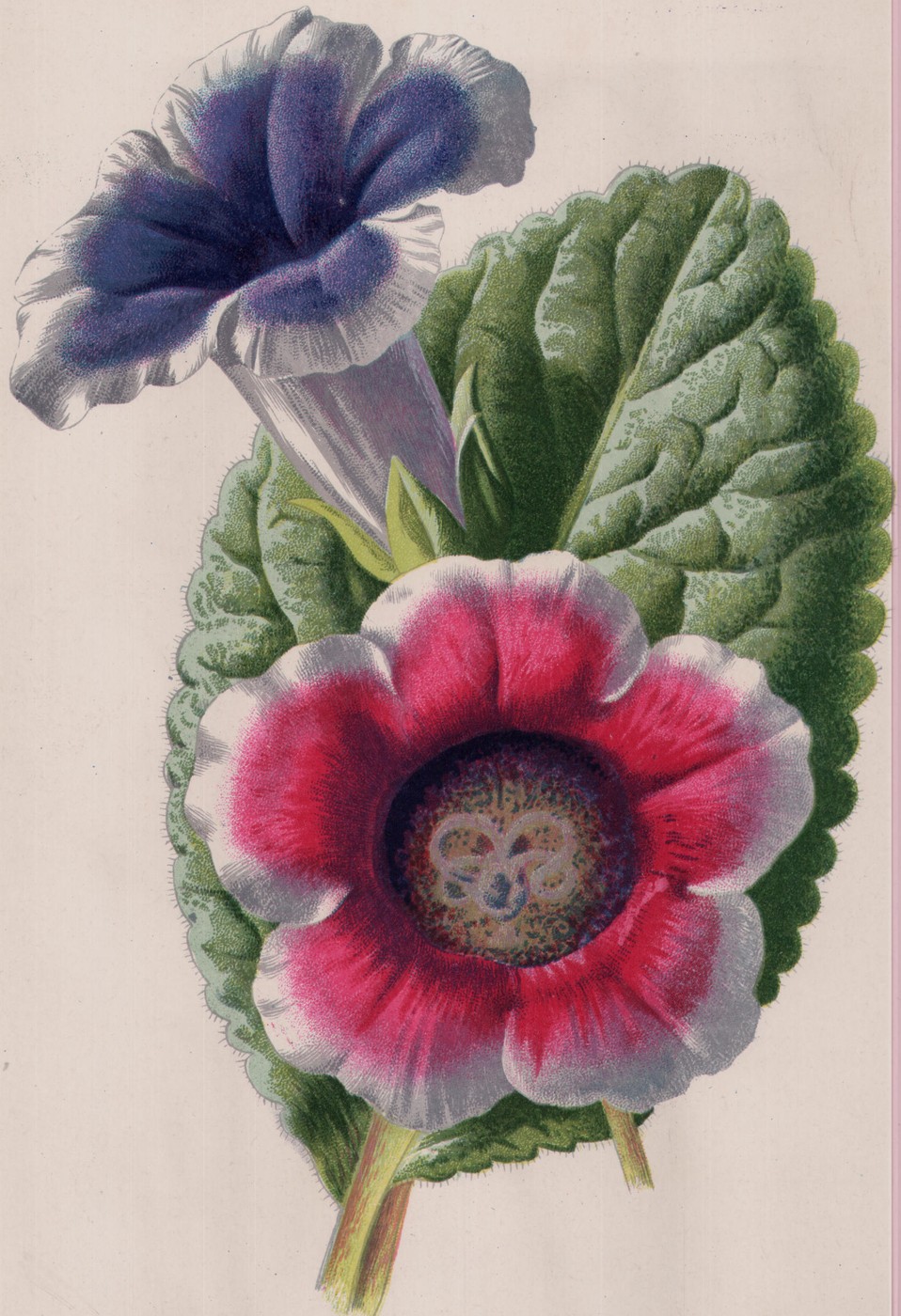 The Gloxinia