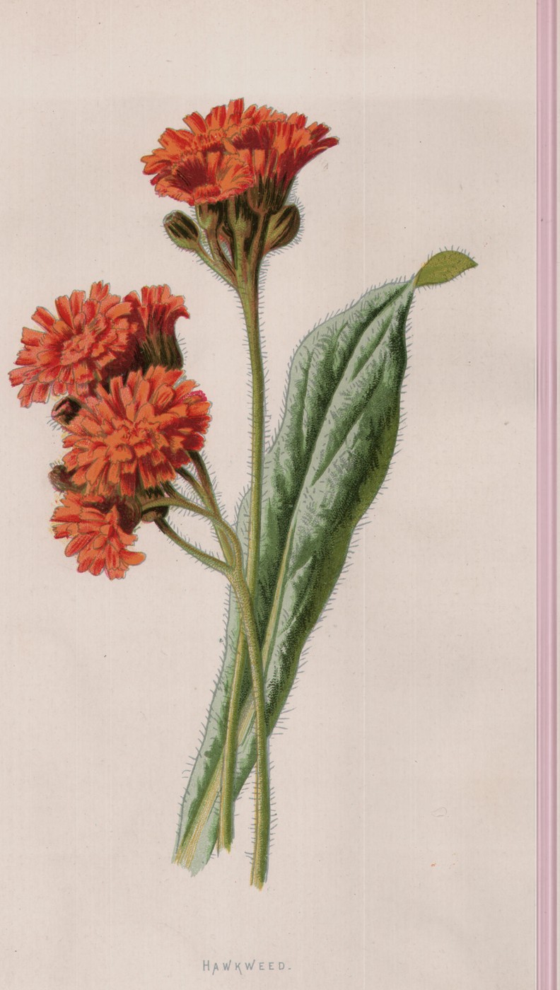 The Coronilla — the plate from the book