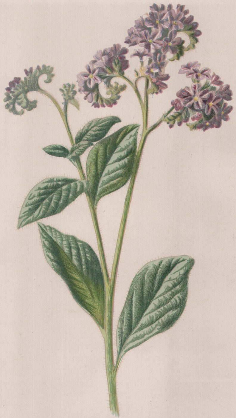 The Pelargonium — the plate from the book