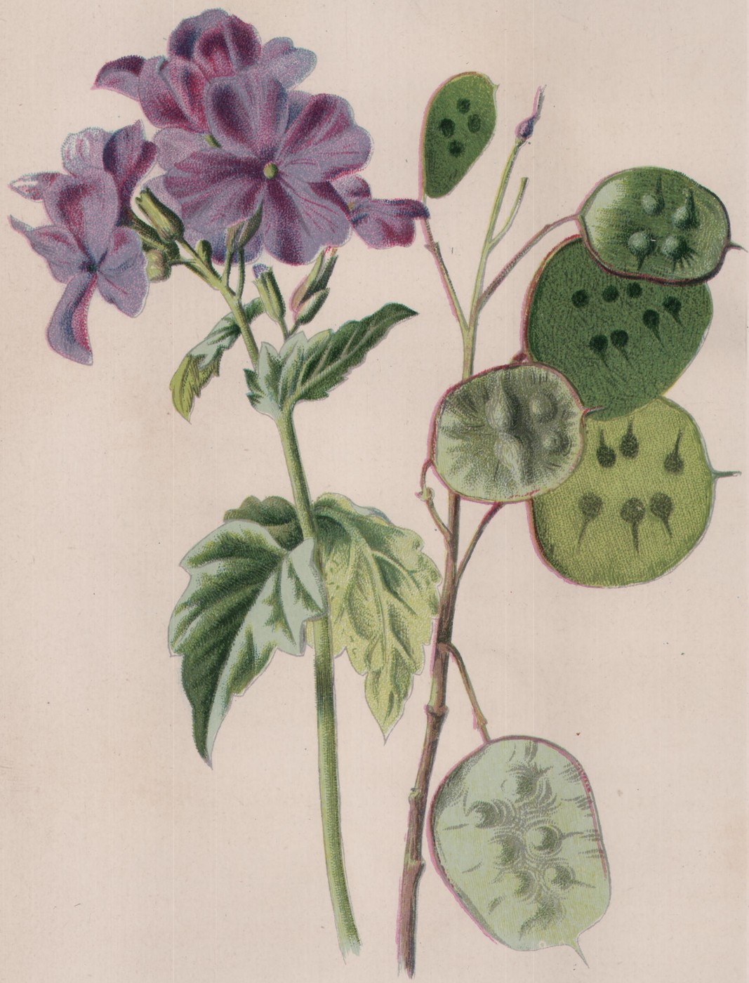 Polyanthus Narciss — the plate from the book