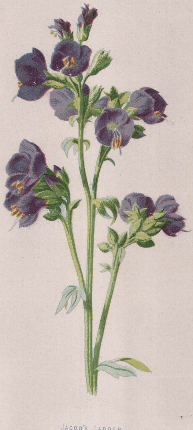 Corn-Flower — the plate from the book