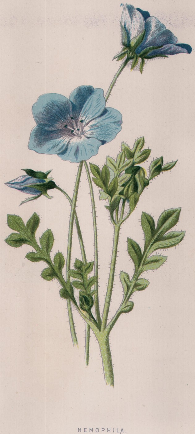 Blue Nemophila