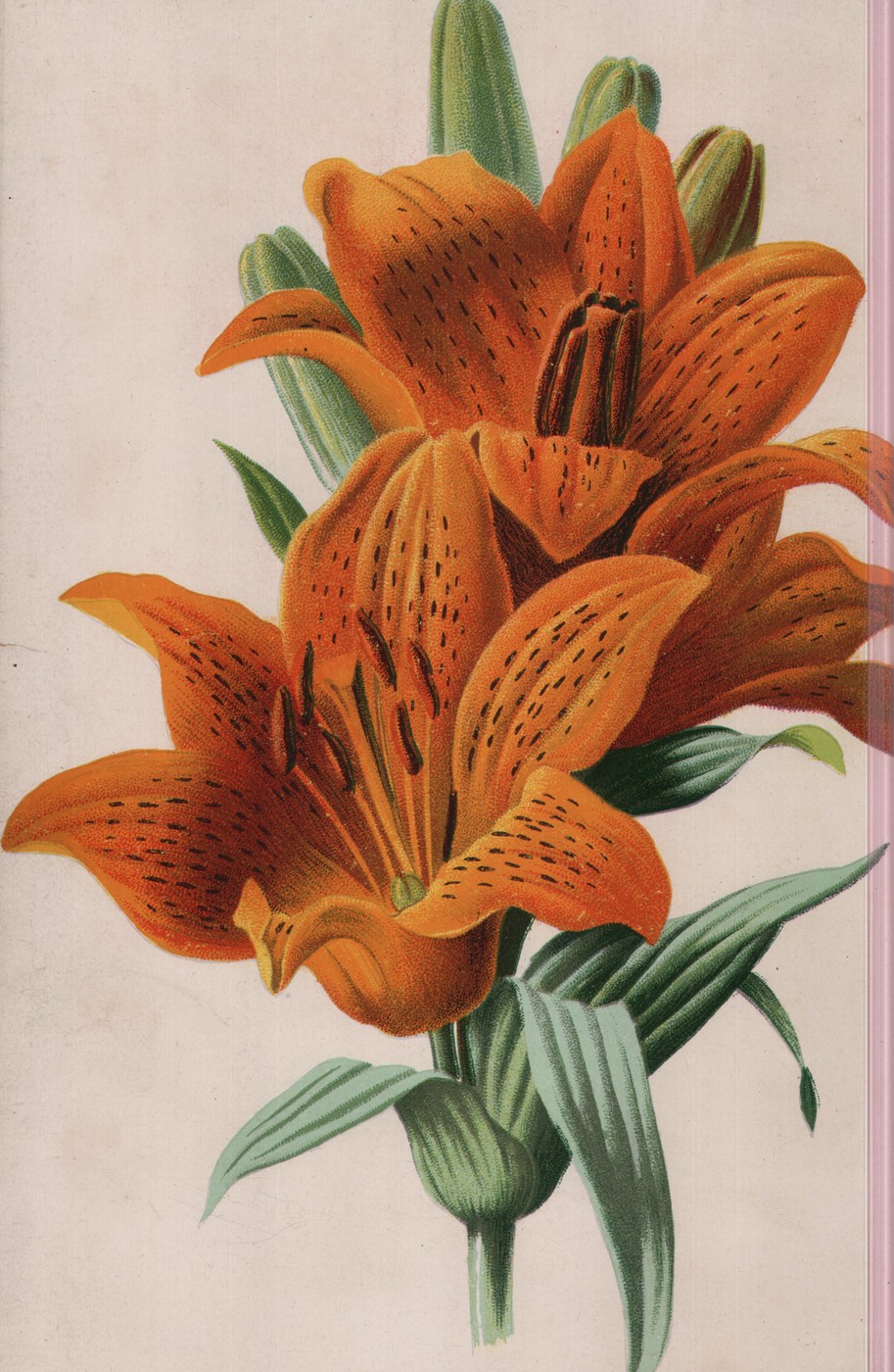 Clematis — the plate from the book