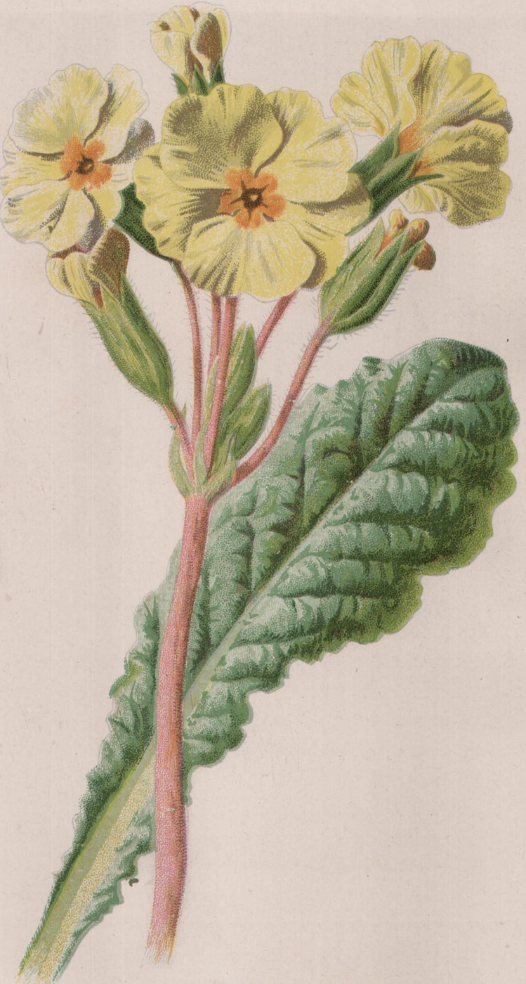 Daffodil — the plate from the book