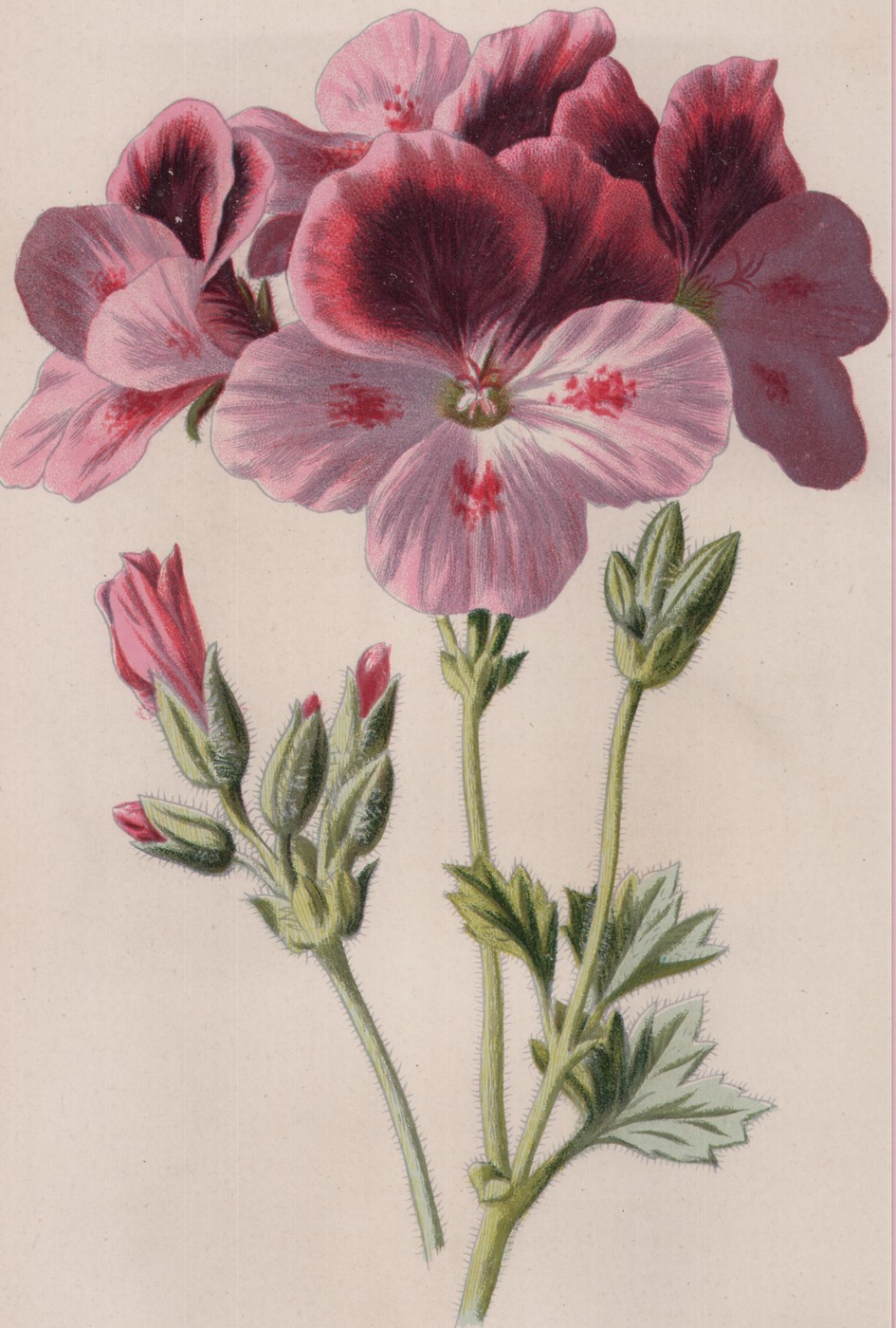 The Pelargonium