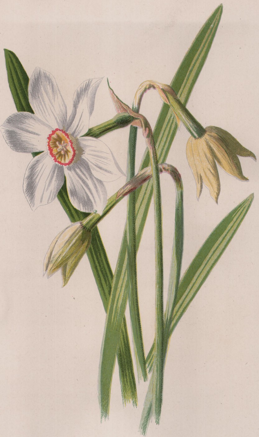 The Gloxinia — the plate from the book