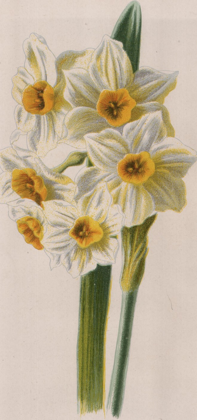 The Hawkweed — the plate from the book