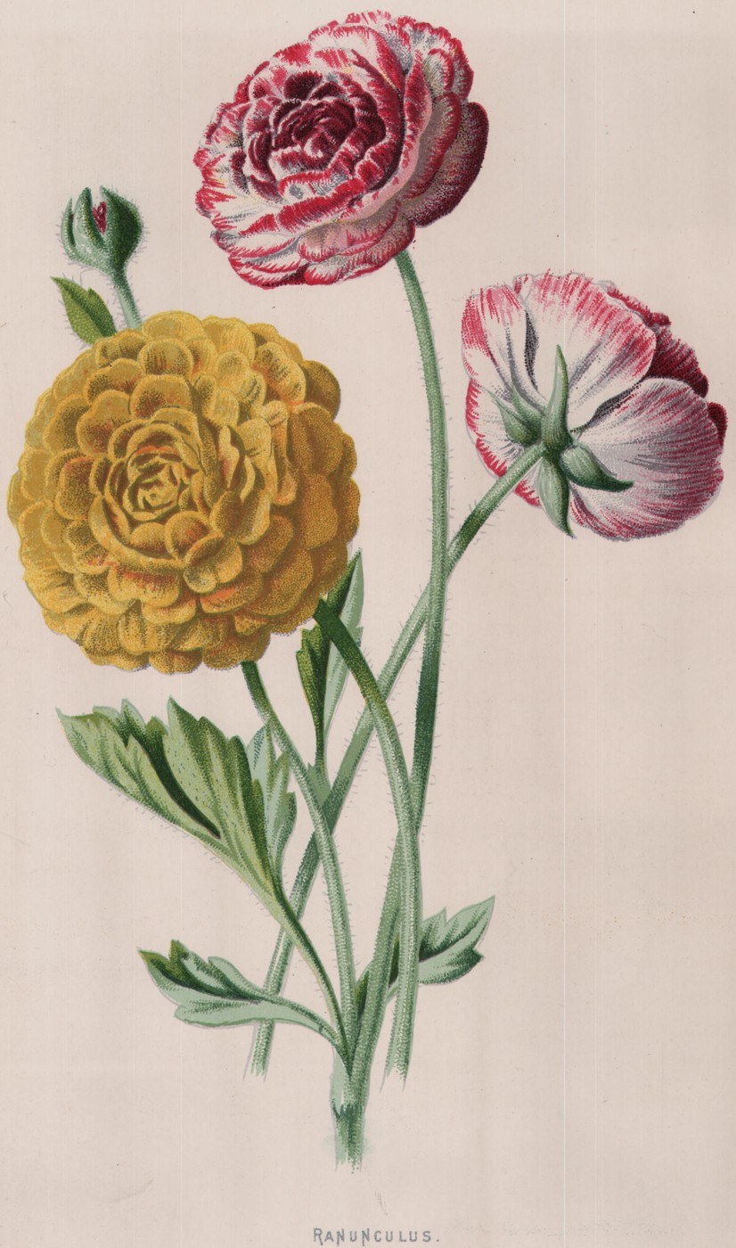White Begonia — the plate from the book