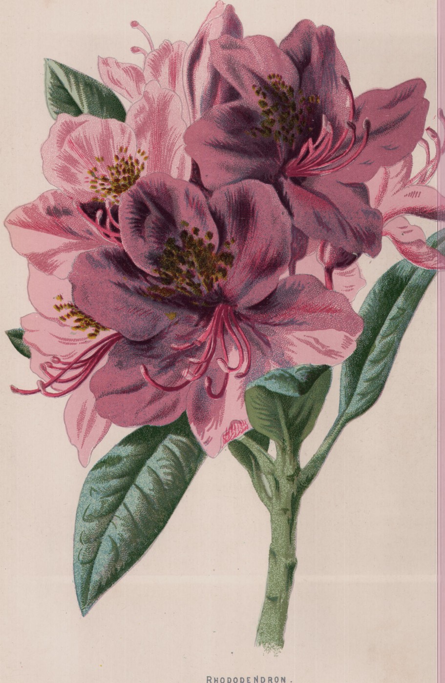 Orange Lily — the plate from the book