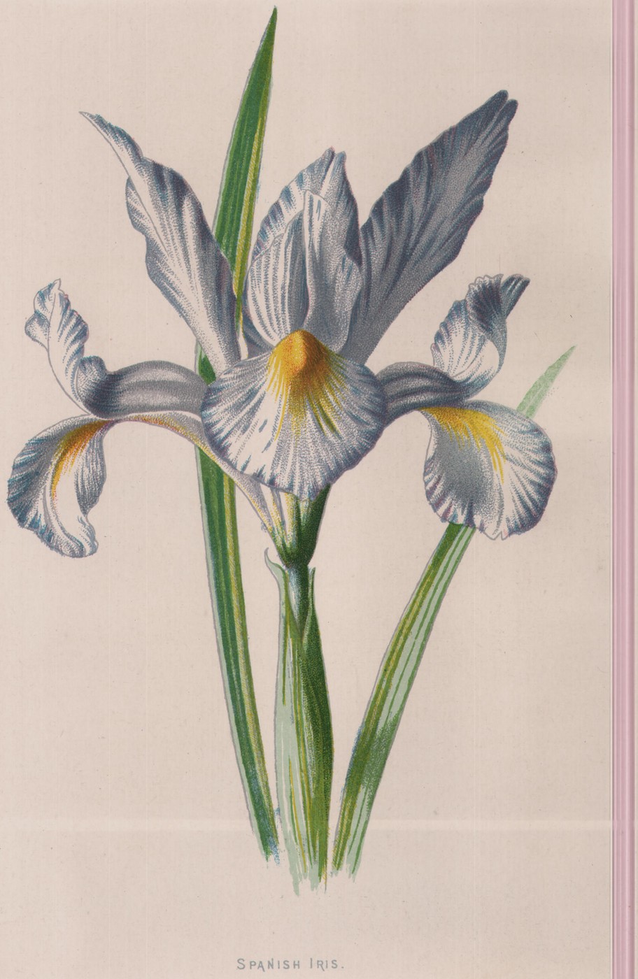The Rhododendron — the plate from the book