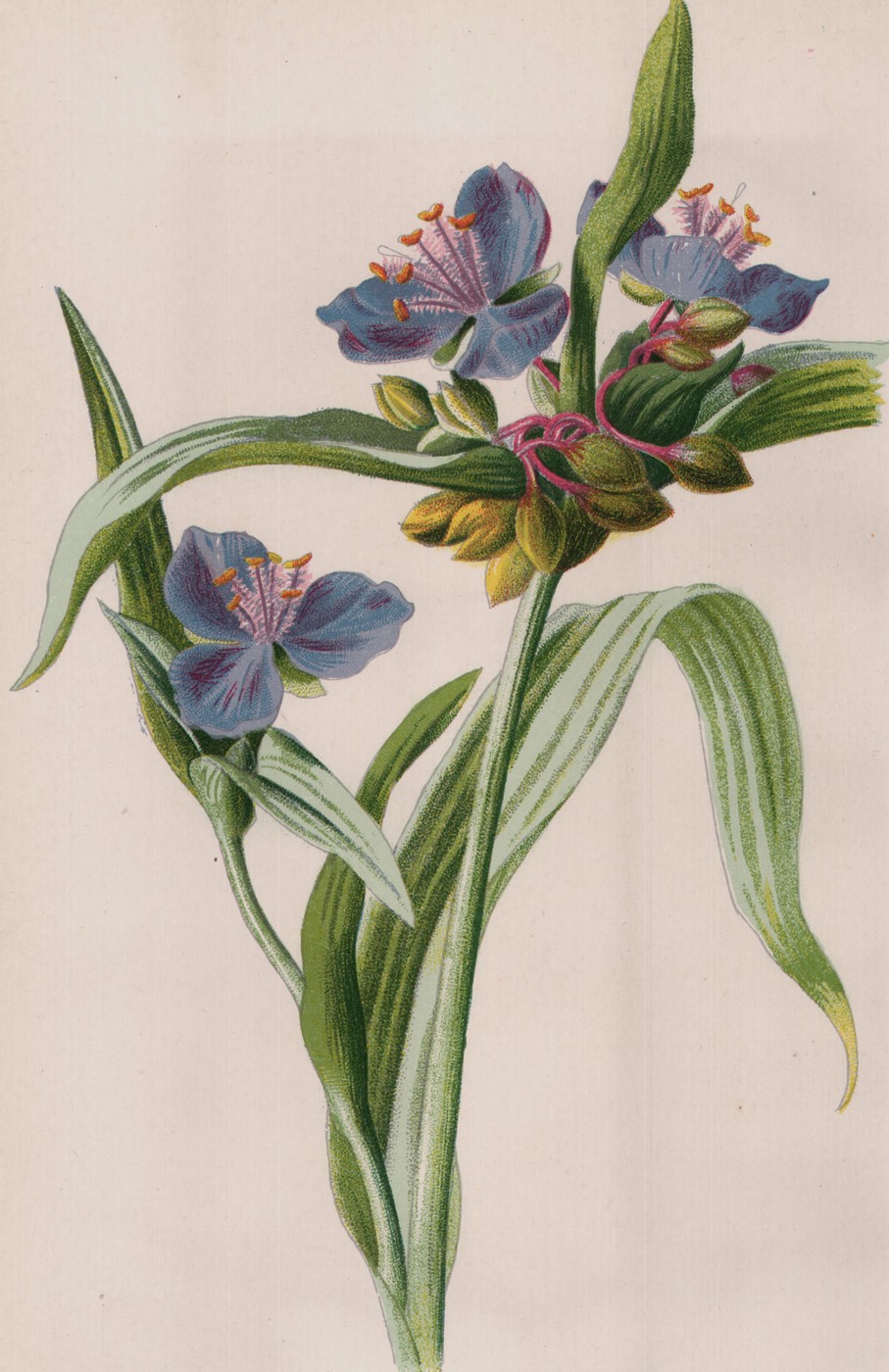 Winter Heath — the plate from the book