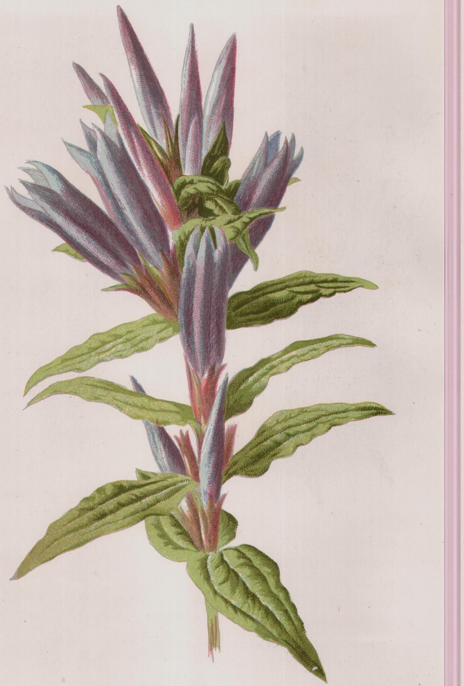 The Mountain Clematis — the plate from the book