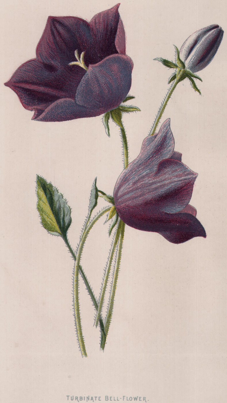 Turbinate Bell-Flower