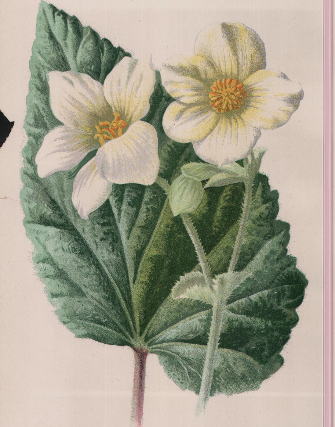 Double Daisy — the plate from the book