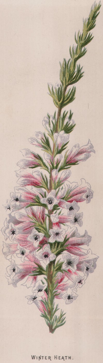 Winter Heath
