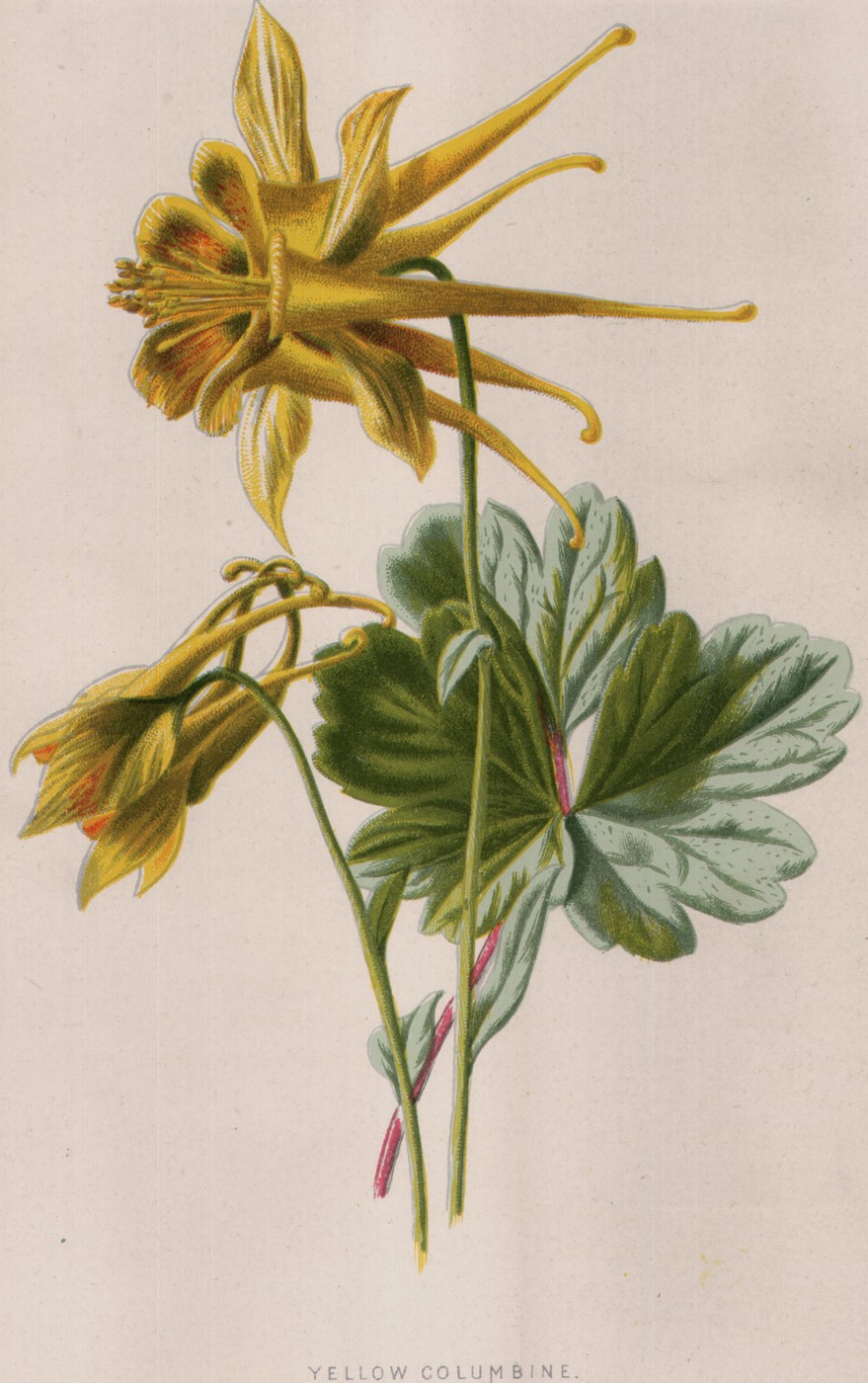 Yellow Columbine