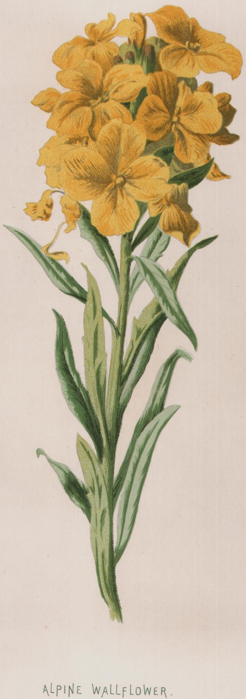 Grape Hyacinth — the plate from the book