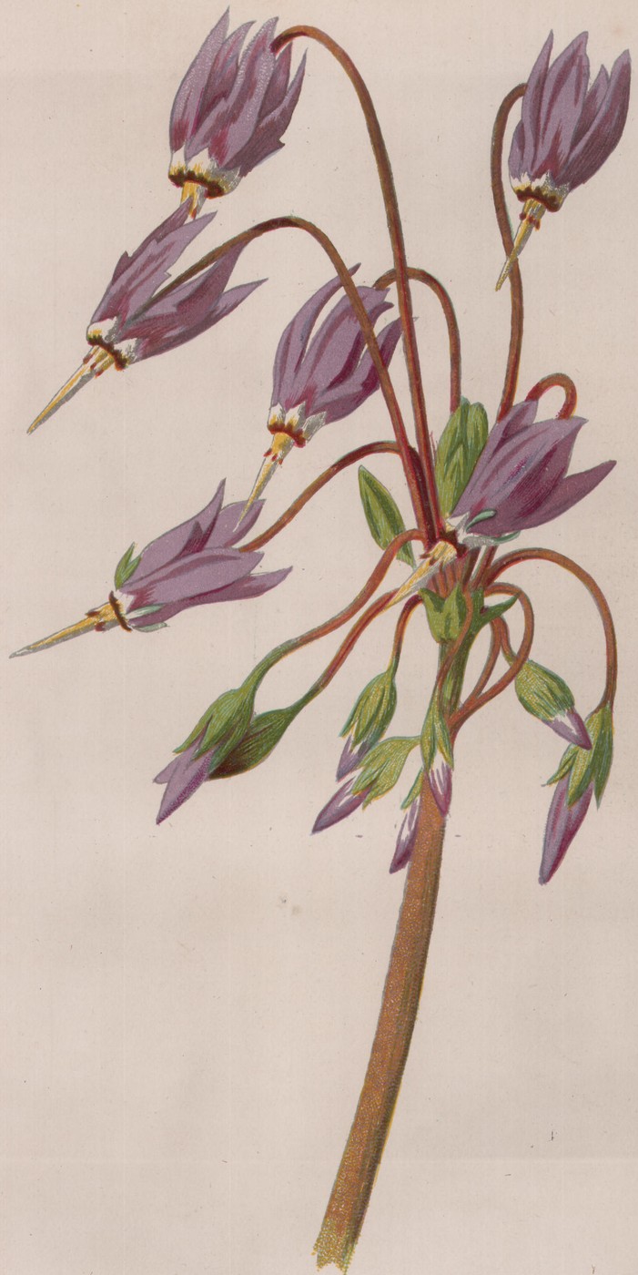 Snowy Crowfoot — the plate from the book
