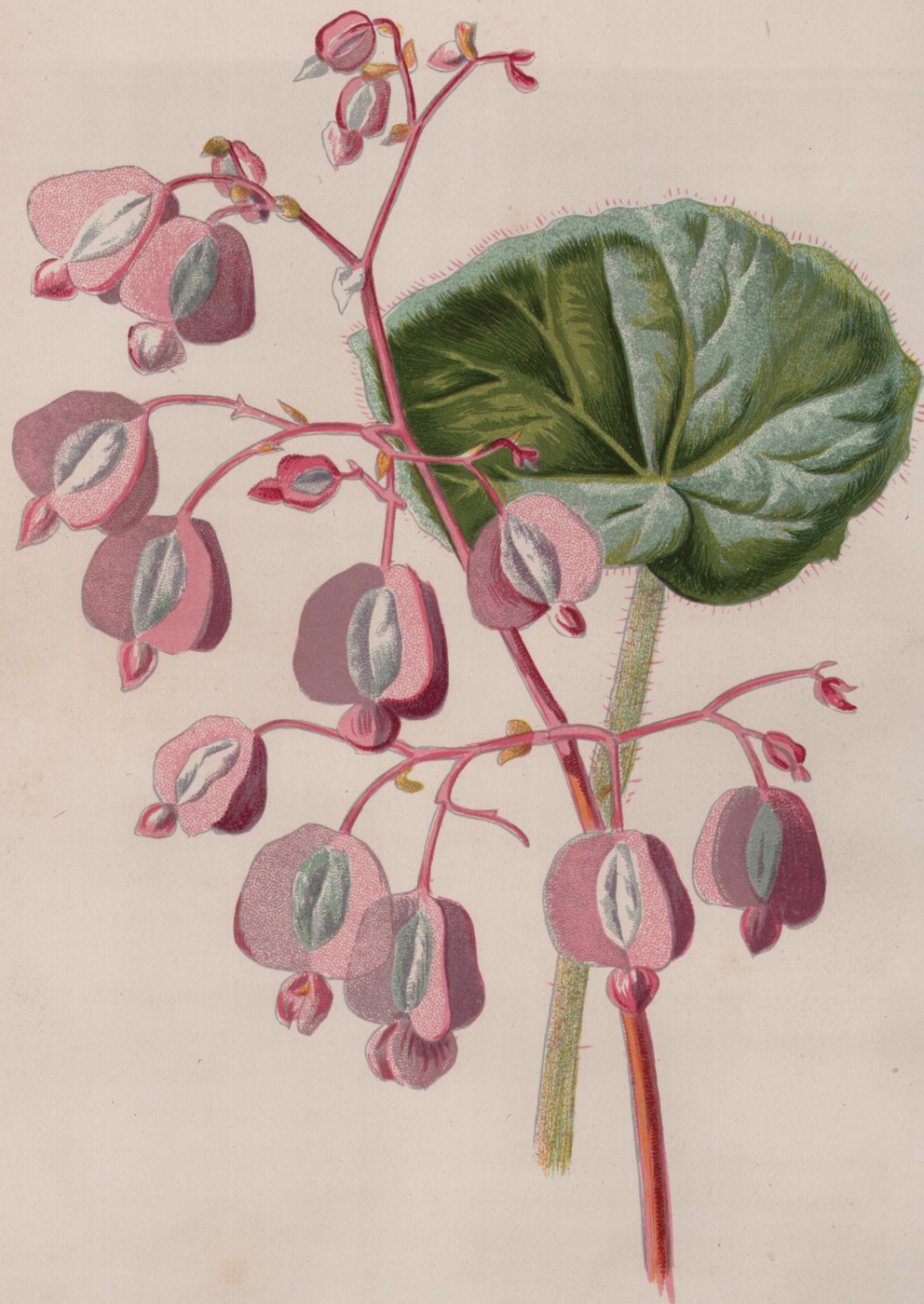 Begonia