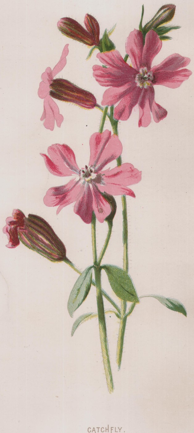 The Passion-Flower — the plate from the book