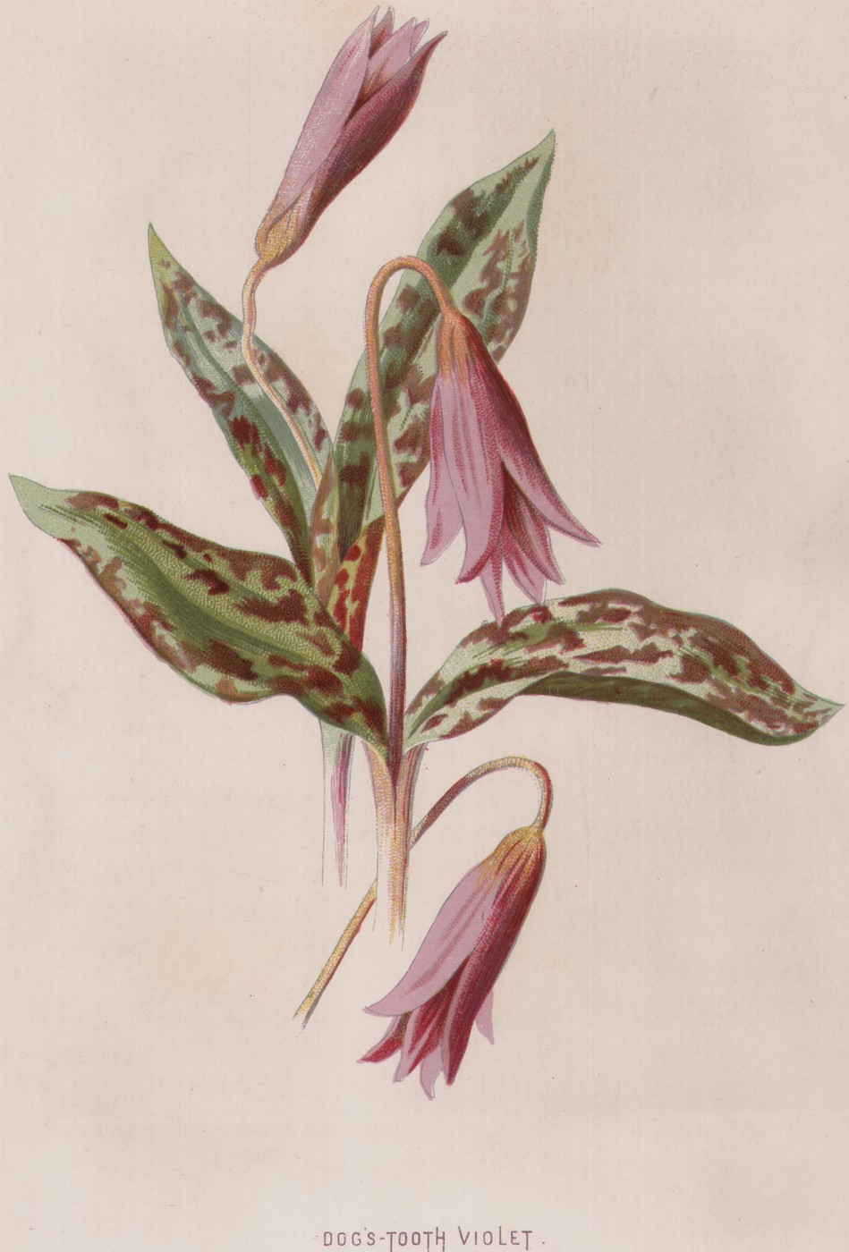 Double Red Campion — the plate from the book