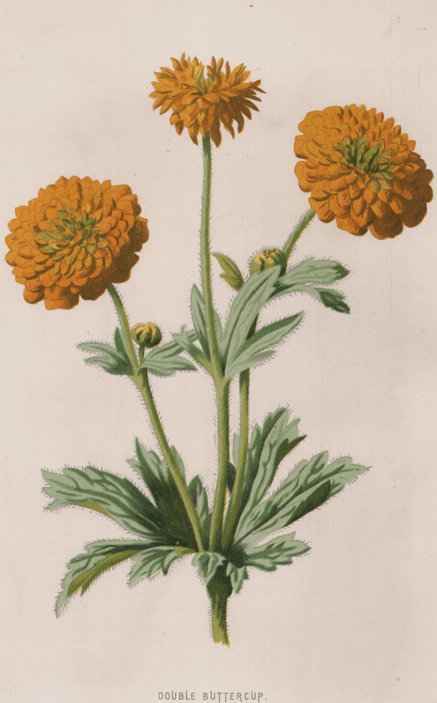 Star of Bethlehem — the plate from the book