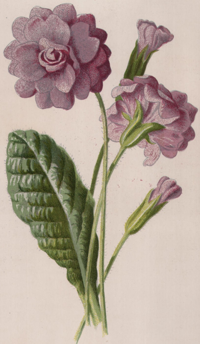 Showy Feverfew — the plate from the book