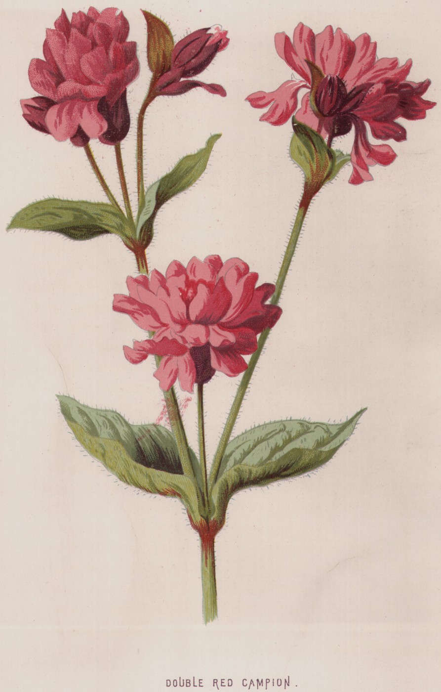 Lady's Slipper — the plate from the book