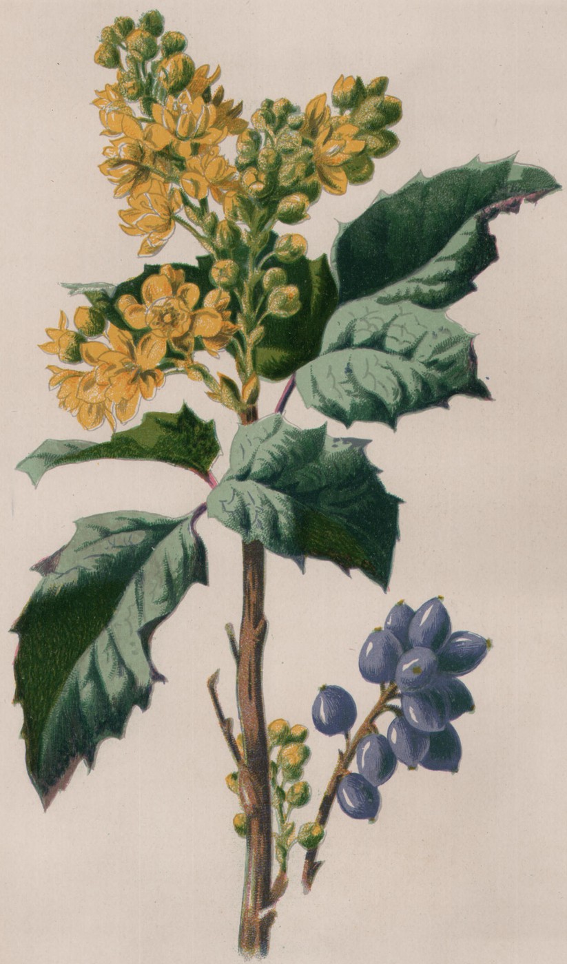 Tiny or Rush Daffodil — the plate from the book