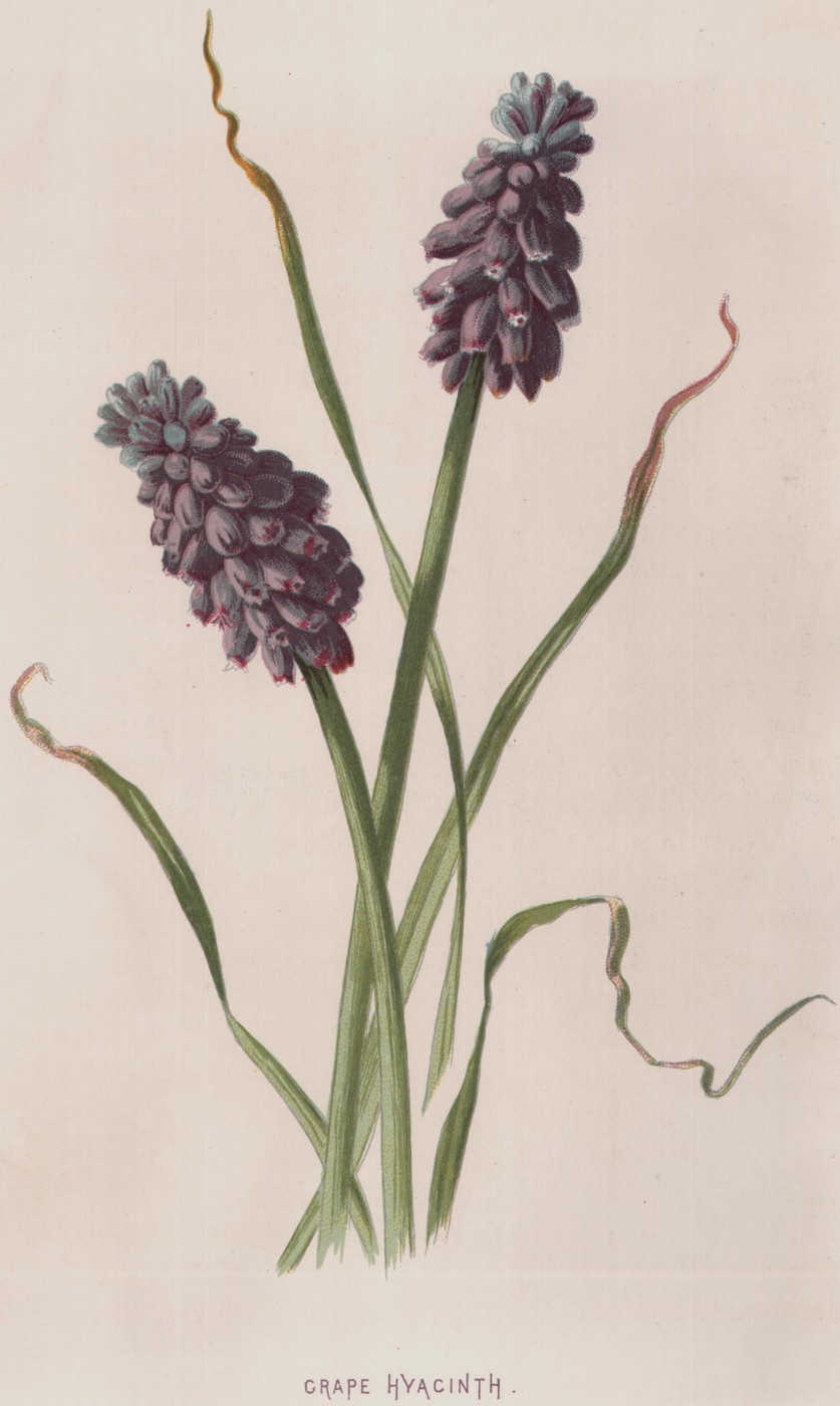 The Ixia — the plate from the book