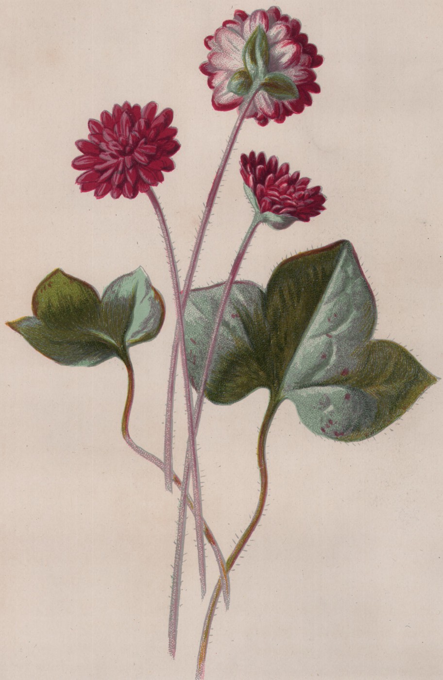 Hepatica