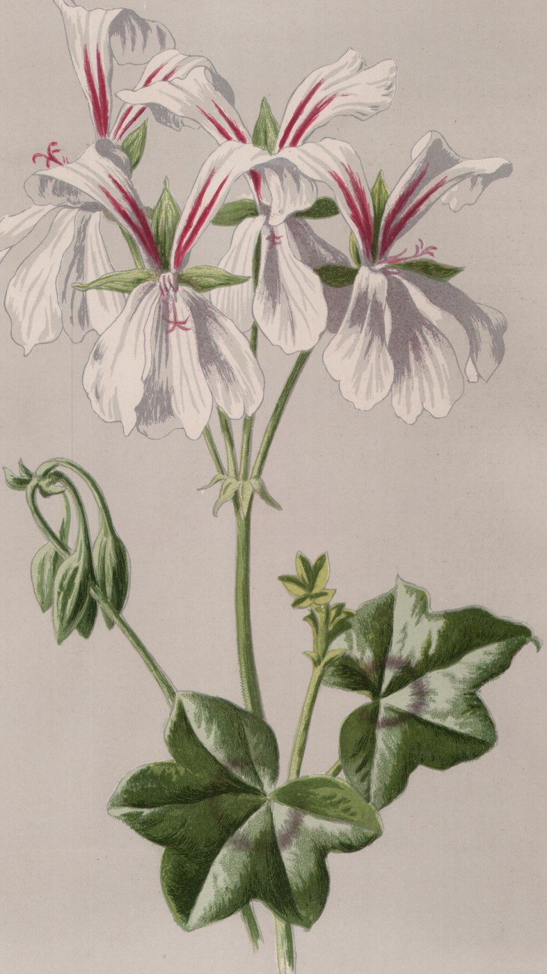 The Ivy Geranium
