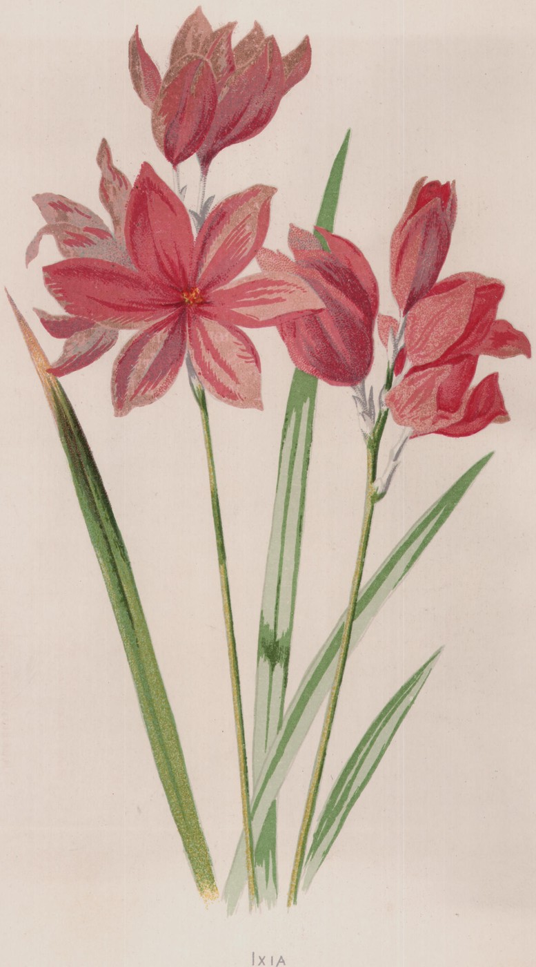 The Ivy Geranium — the plate from the book