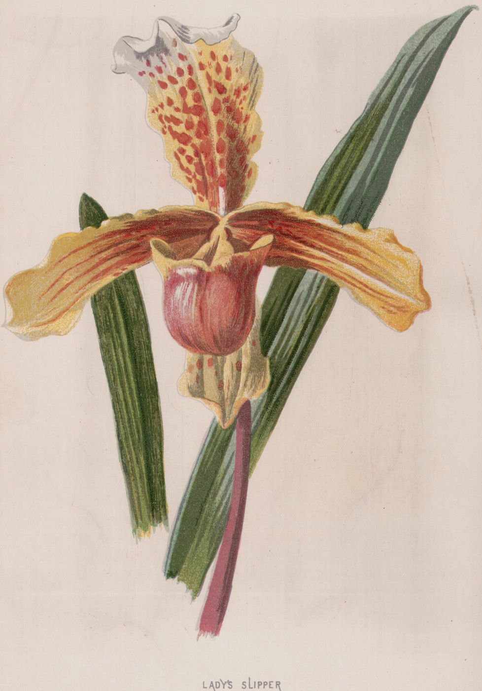 Lady's Slipper